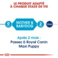 Royal Canin Maxi Starter