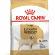 Royal Canin Labrador retriever adulte