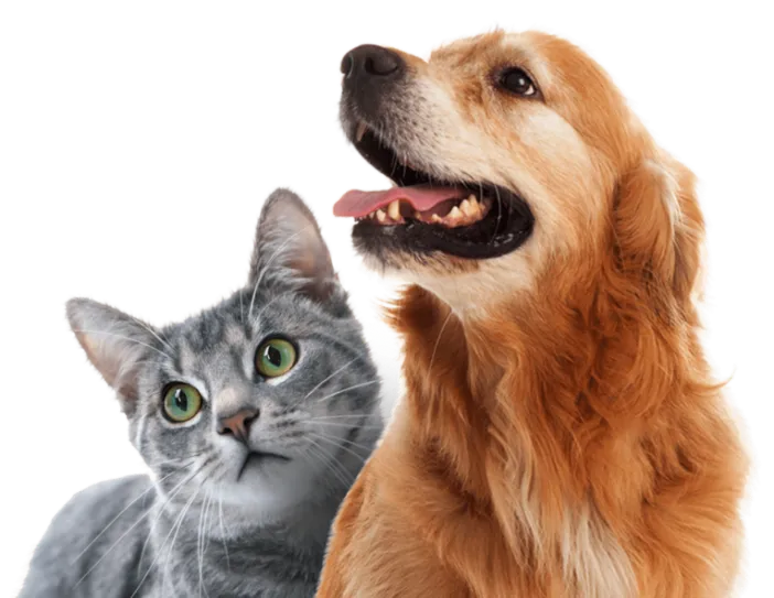 chat et chien